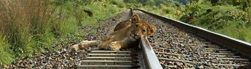 Lion cub on tracks