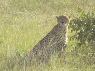 Cheetah, Masai Mara 