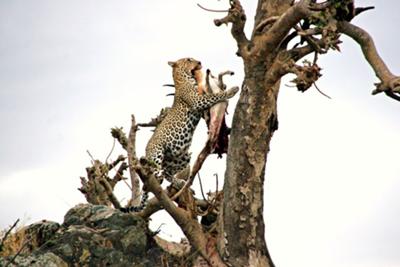 Leopard with prey