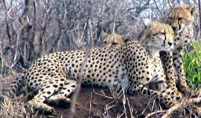 Cheetah mum with cubs