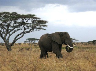 Elephant in Serengeti