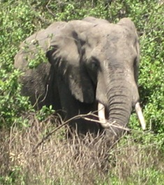 Elephant