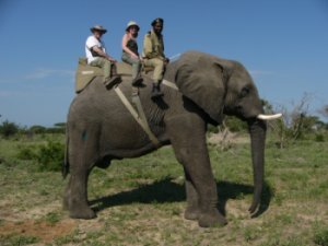 Elephant safari