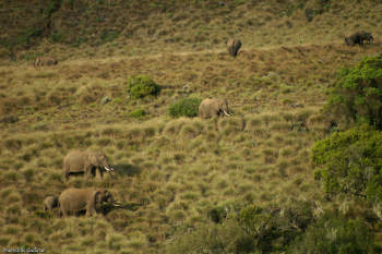Elephants in Aberdare - ©Hendrik Gessner