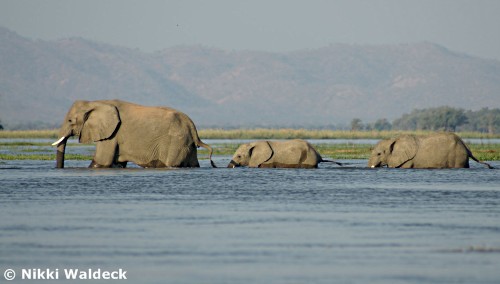 Elephants Crossing Zambezi