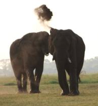 Elephants Botswana