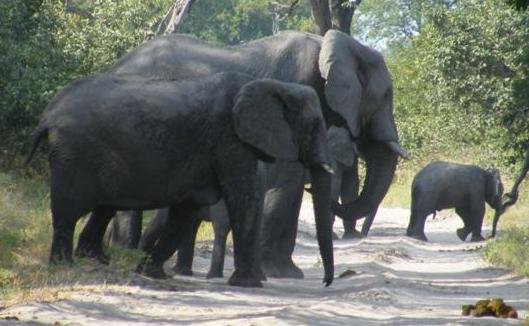 Elephants in Moremi