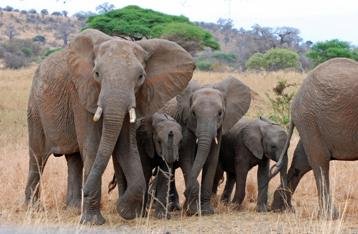 Elephants - ©Nancy Andre