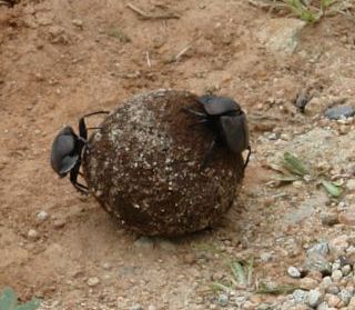 Dung beetles