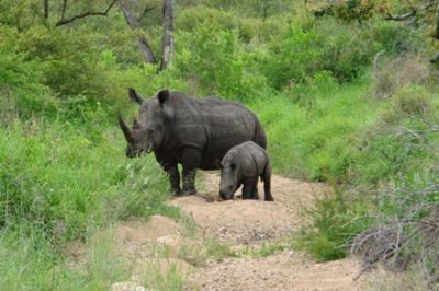 White rhino and calf