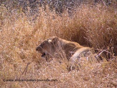 We saw numerous lions