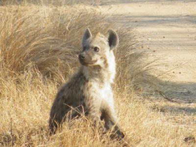 Young spotted hyena