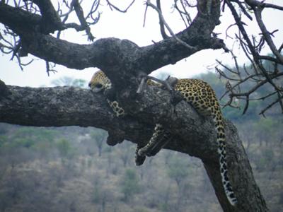 Farewell gift - leopard in a tree before exiting the park