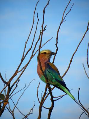 Lilac-breasted roller