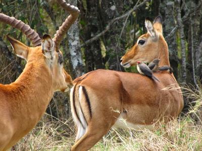 Impala Pair with Oxpeckers, Ol Pejeta Conservancy