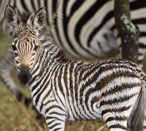 Fuzzy zebra