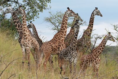 Giraffe Herd