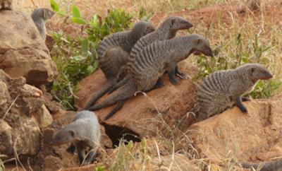 Banded mongeese