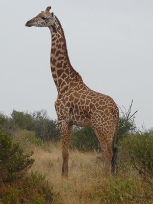 Giraffe