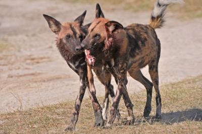 Wild dogs