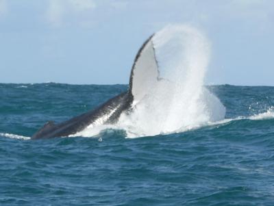 Whale watching off the coast of Ile St Marie