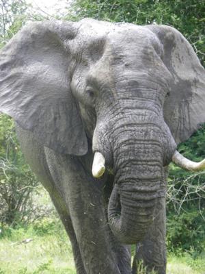 Close encounter with an African elephant