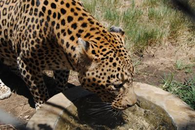 Leopard at Moholoholo Rehabilitation Centre