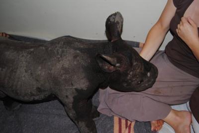 Rhino calf