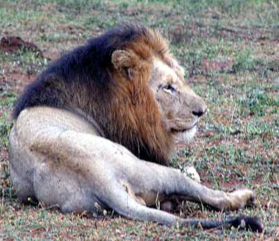 Hluhluwe Lion