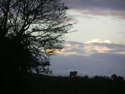 Lions in Hluhluwe-Imfolozi