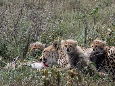 Cheetah and her cubs