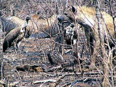 Hyena and Vultures at a Cheetah Kill