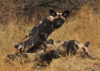 Wild dogs