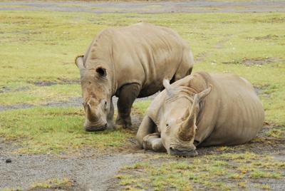 White rhino