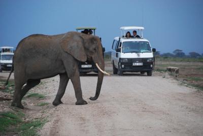 Viewing an elephant