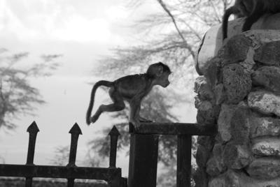 Young baboon
