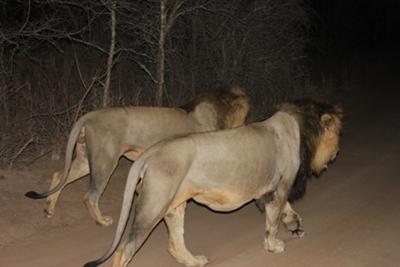It was a highlight seeing 2 male lions at night within 2 feet of the car at Thornybush