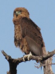 Juvenile Bateleur Eagle