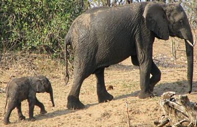 Elephant Family