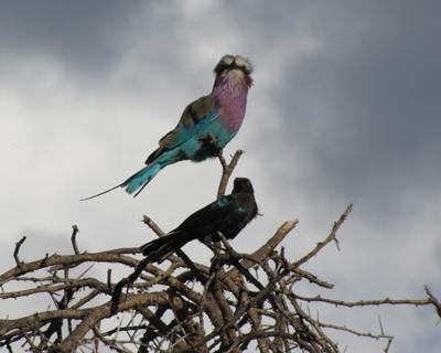 Lilac breasted roller posing