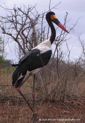 Saddle-billed Stork