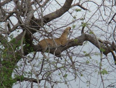 Leopard in the Kruger Park