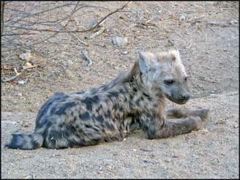 Hyena Pup