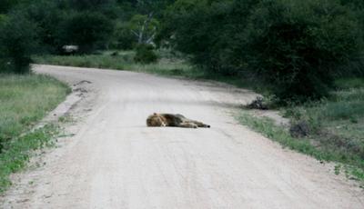 Lion sleeping right in the middle of the road