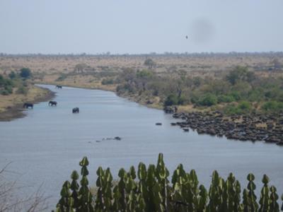 Huge herd of buffaloes below