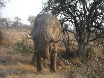 Elephant up close