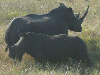 Rhino Mother and Calf