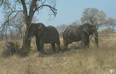 One favourite elephant pic