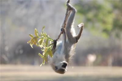 Vervet monkey fooling around