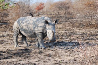 White rhino